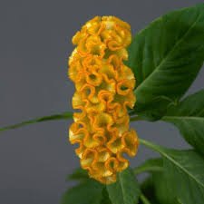 Celosia Cristata Neo Series - Image 3