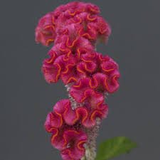Celosia Cristata Neo Series - Image 4