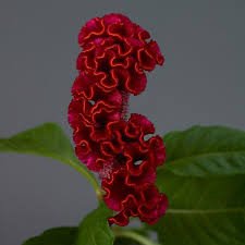 Celosia Cristata Neo Series - Image 5
