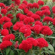 Celosia Cristata Too Hot to Handle - Image 2