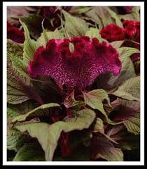 Celosia Dracula (Red) 1H PanAm - Image 2