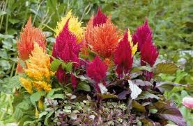 Celosia Plumosa Fashion Look 1k Benary - Image 2