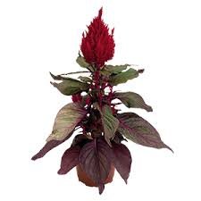 Celosia Plumosa (Red) New Look 1k Benary - Image 3