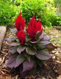 Celosia Plumosa (Red) New Look 1k Benary - Image 2
