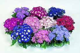 Cineraria Wink Mixture 2k Miyoshi