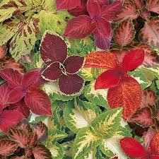 Coleus Wizard Mix Select 1k PanAm - Image 3