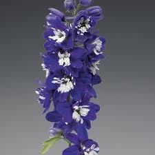 Delphinium Elatum Excalibur Dark Blue White Bee 1k Syngenta
