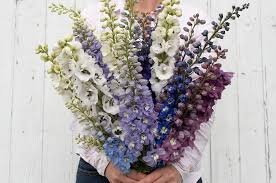 Delphinium Elatum Magic Fountains Mix 1k Benary - Image 3