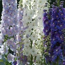 Delphinium Guardian Mix 1H PanAm