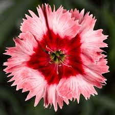 Dianthus F1 Super Perfait Mix 1k Syngenta