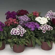 Dianthus Barbarini Formula Mix 1k Syngenta