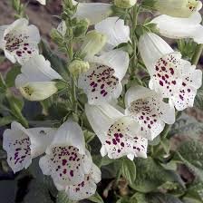 Digitalis Purpurea F1 Camelot Series - Image 3