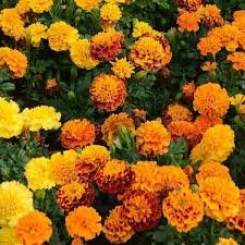 French Marigold Hot Pak Series