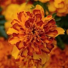 French Marigold 'Bonanza' Series - Image 3