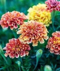 French Marigold Strawberry Blonde 1k PanAm