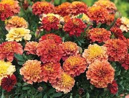 French Marigold Strawberry Blonde 1k PanAm - Image 4
