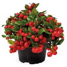 Gaultheria Procumbens Merry Berry Red 1k Benary - Image 4