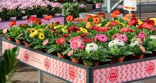 Gerbera Jamesonii Joybera F1 Mix 1H Schoneveld - Image 2