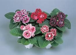Gloxinia All Double Brocade Mix 1k Sakata