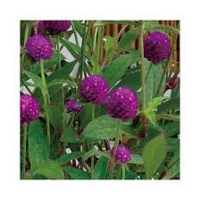 Gomphrena Ping Pong Series - Image 2