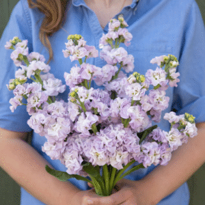 Stock Early Iron Series