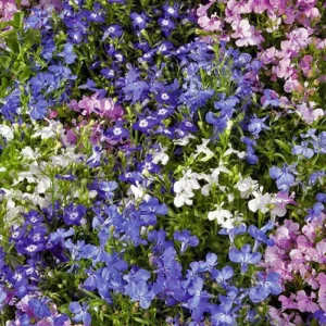 Lobelia erinus Mix Palace 5k Benary