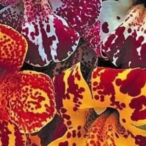 Mimulus F1 Magic Blotch Mix 1k Syngenta