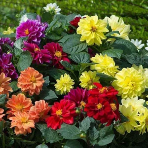 Dahlia Figaro Field Grown Mix 1k PanAm