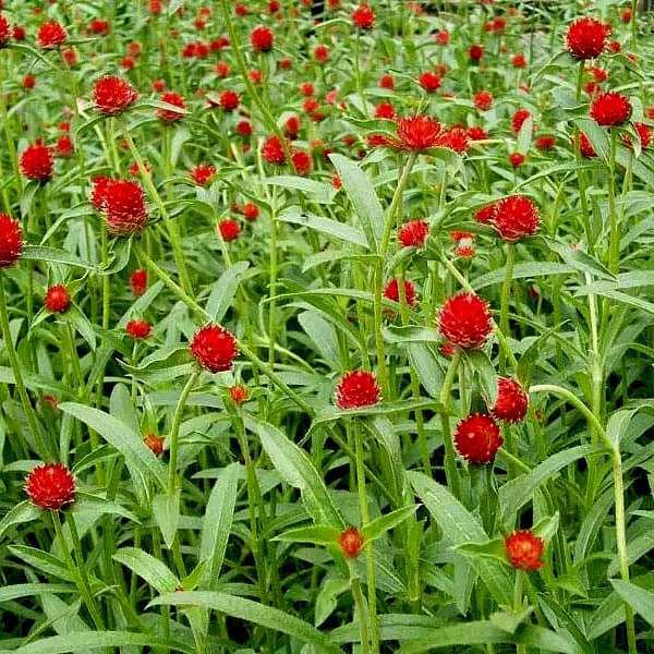 Gomphrena Haageana Strawberry 1k Tobias - Image 3
