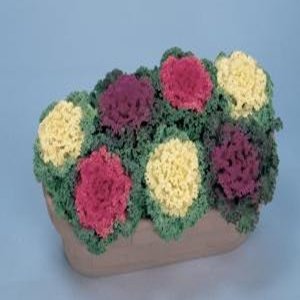 Flowering Kale Nagoya Mix 1k Sakata