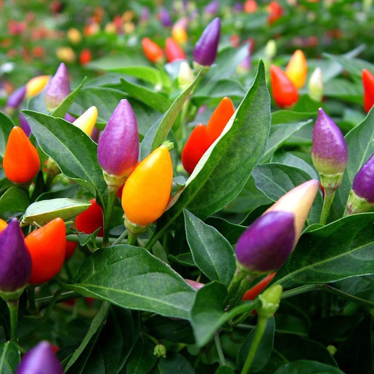 Ornamental Chilli Series - Image 2