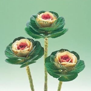 Ornamental Kale F1 Crane Series