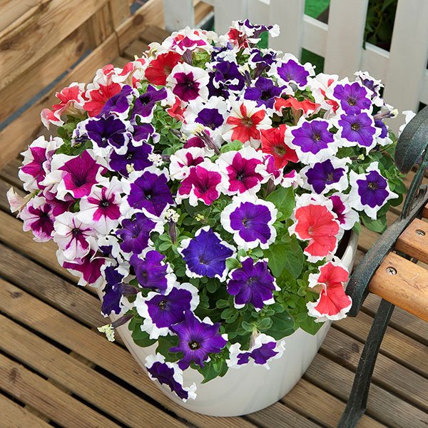 Petunia GF F1 Frost Mix 1k Syngent - Image 6