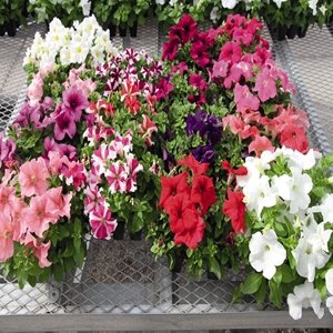 Petunia GF F1 Success 360 series