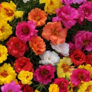 Portulaca Happy Hour Mix 1k Tobias - Image 2