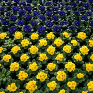 Primula Paradiso Early Mix 1k Schoneveld