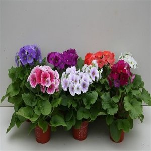 Primula Obconica Pricanto Mix 1k Schoneveld