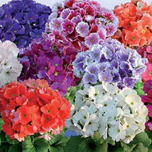 Primula Obconico Touch Me Large Mix 1k Schoneveld