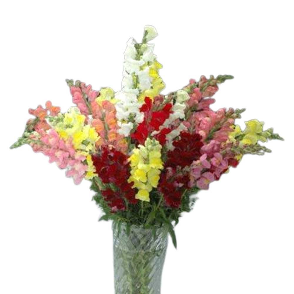 Snapdragon Rocket Mix 1k PanAm - Image 4