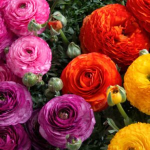 Ranunculus Sprinkles Original Mix 1k Schoneveld