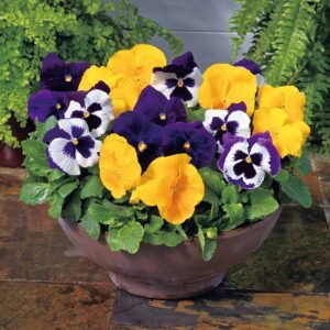 Pansy Majestic Giant II Mix 1k Sakata