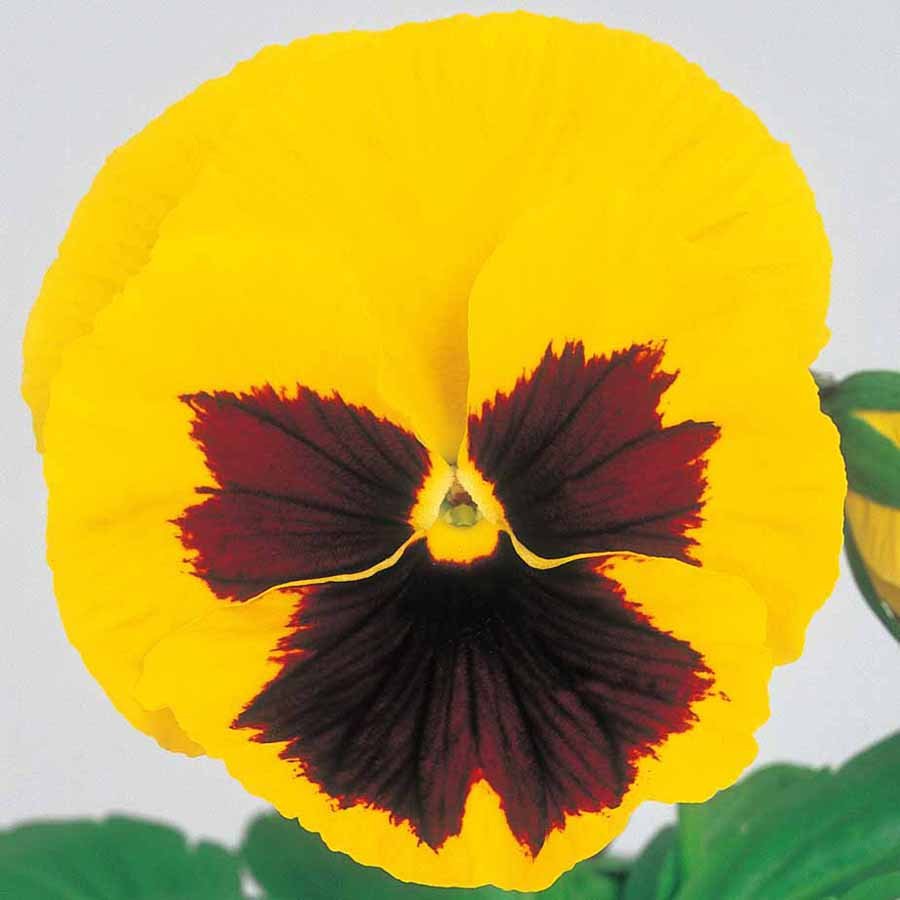 Pansy F1 Majestic Giants Series - Image 7