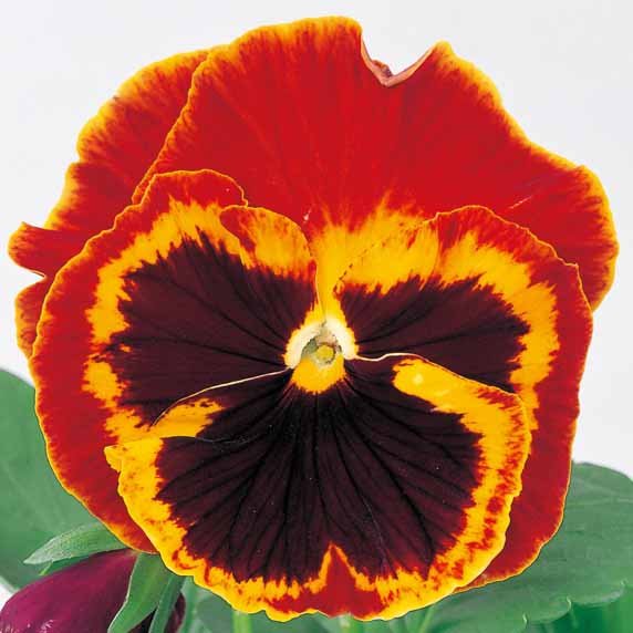 Pansy F1 Majestic Giants Series - Image 3