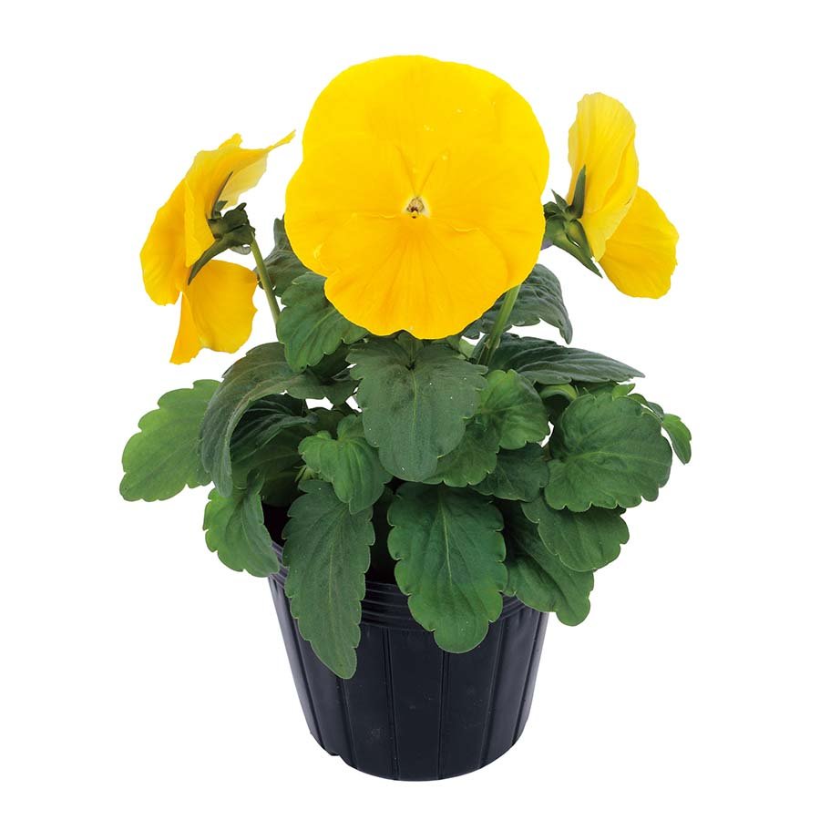 Pansy F1 Majestic Giants Series - Image 2