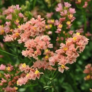 Limonium Qis Series