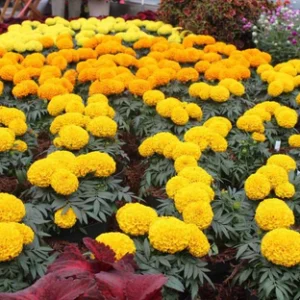 Marigold F1 Radha Yellow 1k Sakata