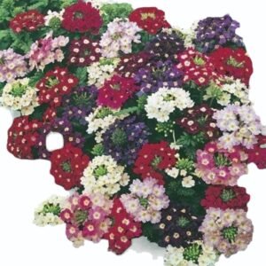 Verbena Murillo Dwarf Mix 1k Tobias