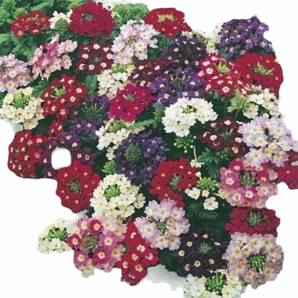 Verbena Murillo Dwarf Mix 1k Tobias