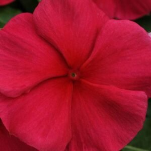 Vinca Roseus F1 Tano Dark Red 1k Tobias
